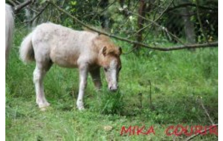 Course nature d'Enelle